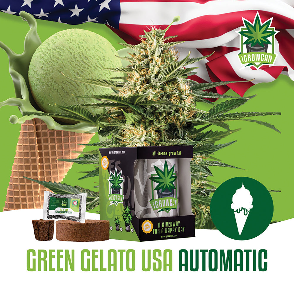 green gelato plant Green Gelato Automatic iGrowCan