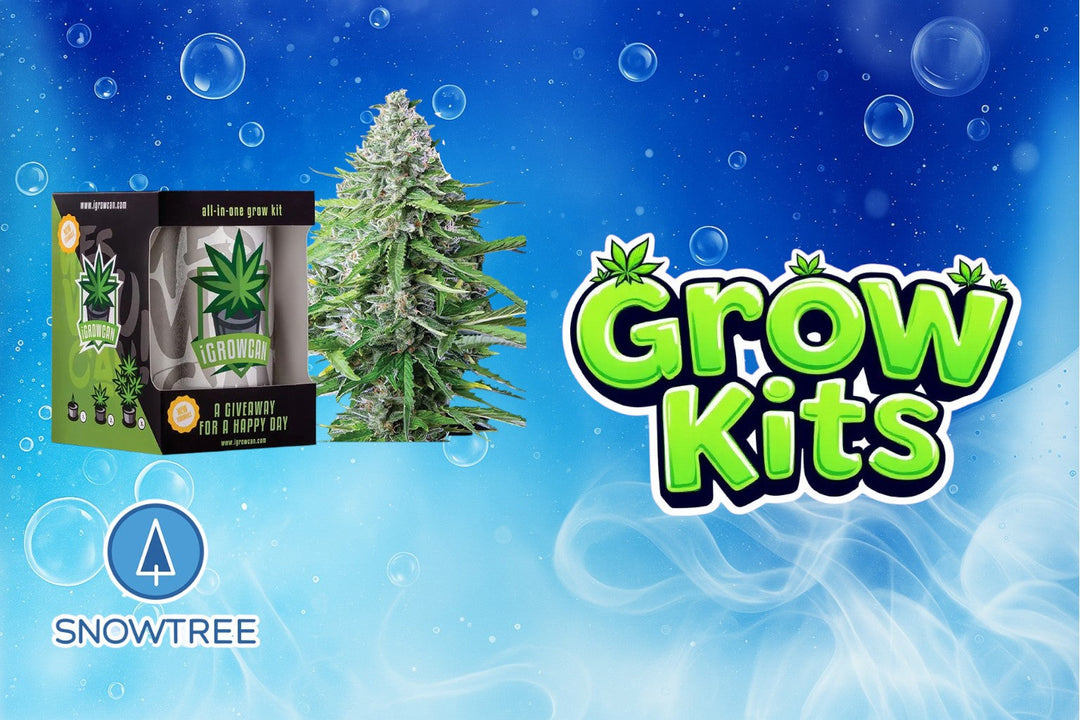 The Easiest Cannabis Grow Kit for Beginners