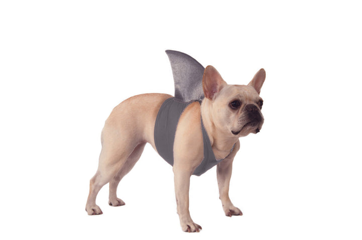 Pet Shark Fin