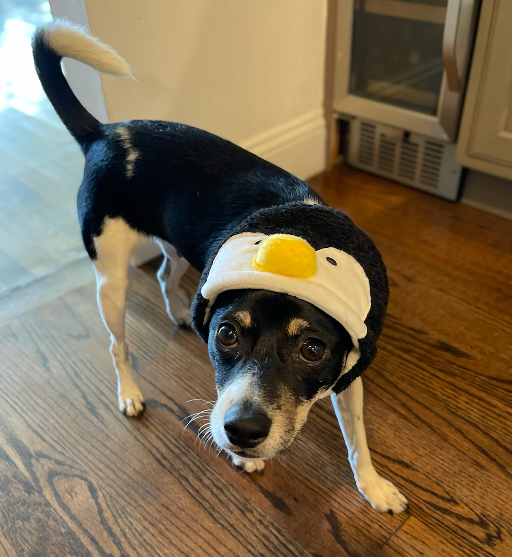 Penguin Hat for Dogs & Cats